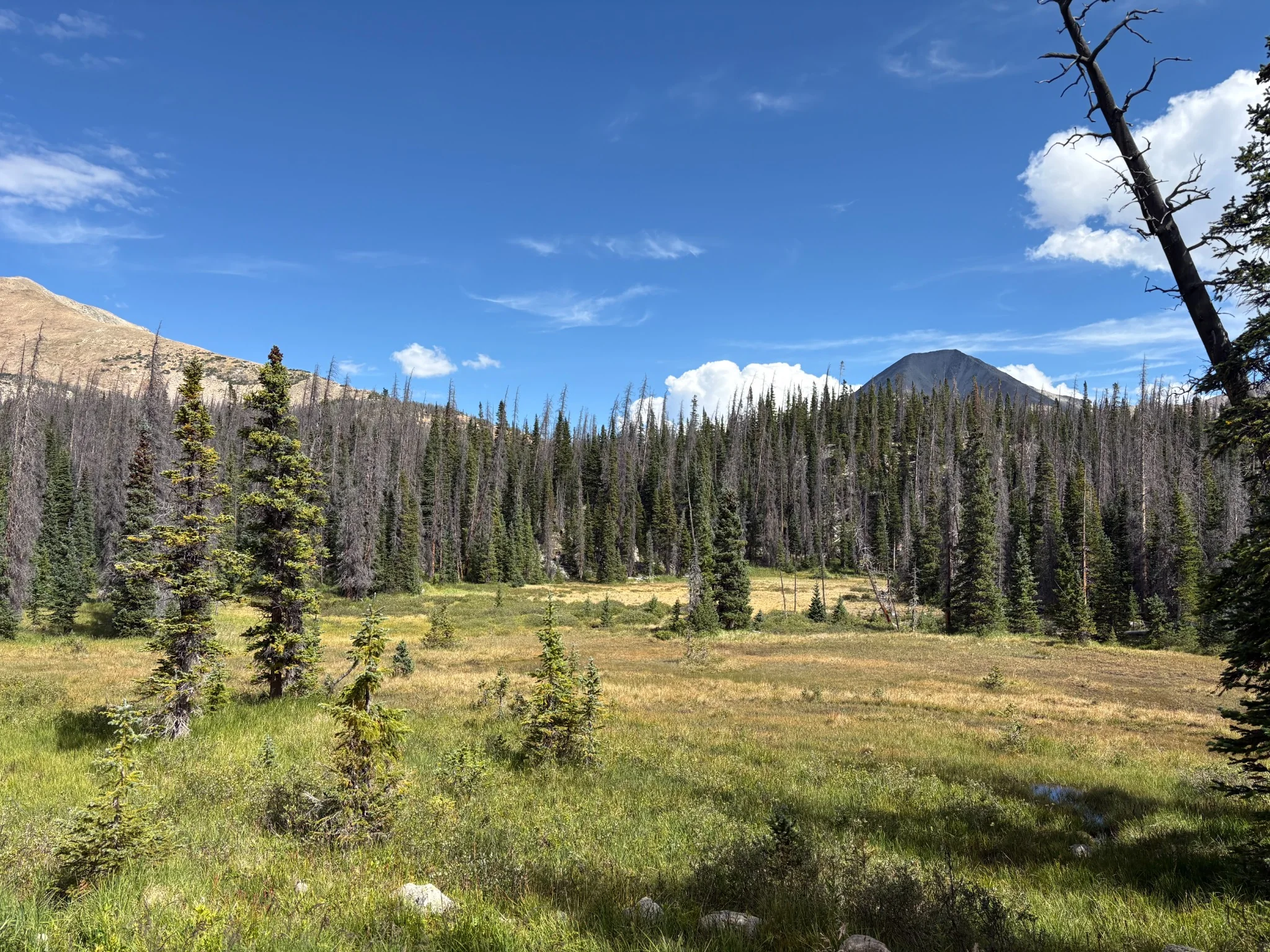 High alpine meadow, evergreen trees, and rocky peaks in Colorado
